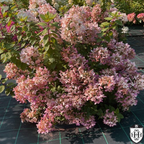 Hydrangea paniculata 'Touch of Pink' - Aedhortensia 'Touch of Pink' C5/5L